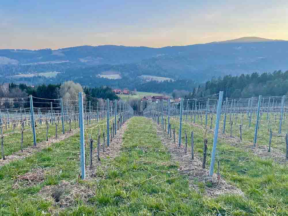 Was ist Naturwein Blog Bild